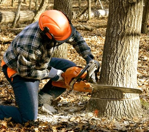 Tree Removal in Amlin, OH